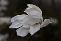 Magnolia stellata Rosea-10 Magnolia gwiaździsta
